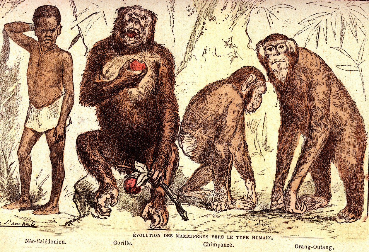 Evoluce savců k lidskému typu: Přírodní stvoření a živé bytosti (De Jules Rengade). Kresba A. Demarle. 1885 od Alphonse Demarle