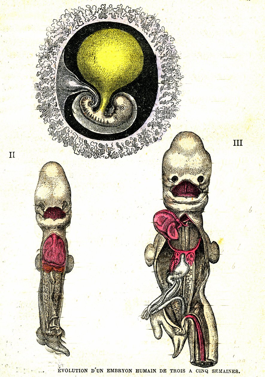 Evoluce lidského embrya: Přirozené stvoření a živé bytosti (Jules Rengade) od Alphonse Demarle
