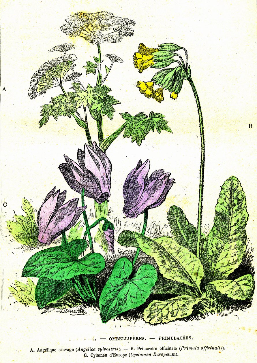 Ombelliferes, Primulacees: Přírodní stvoření a živé bytosti. Kresba A. Demarle. 1885 od Alphonse Demarle