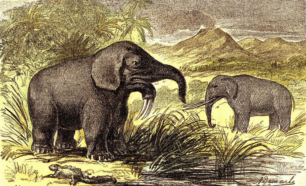 Prehistorie-Miocén: Zprava doleva: Dinotherum a Mastodonte. Přírodní stvoření a živé bytosti. Kresba A. Demarle. 1885 od Alphonse Demarle