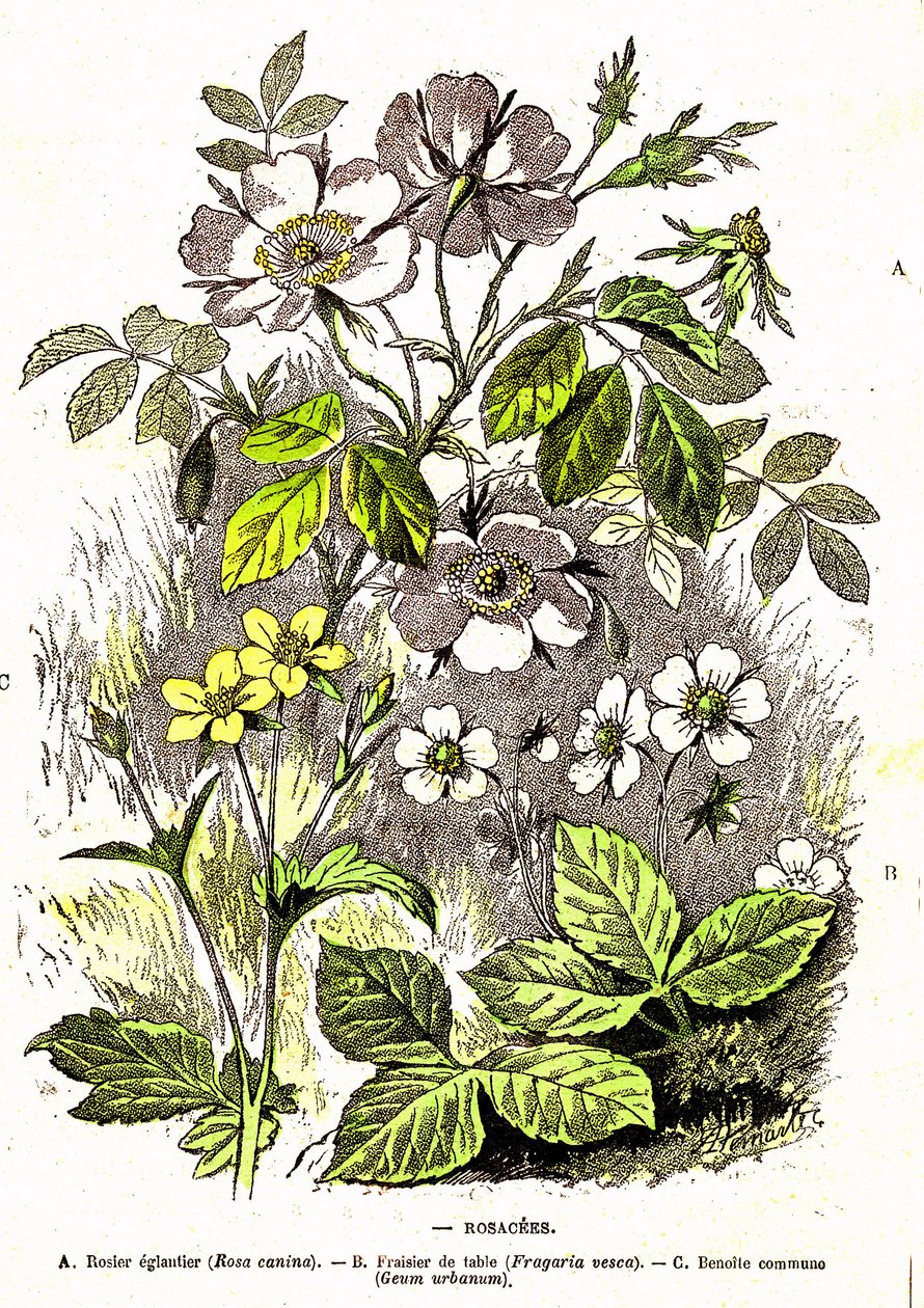 Rosacees - Přírodní stvoření a živé bytosti: Kresba A. Demarle. 1885 od Alphonse Demarle