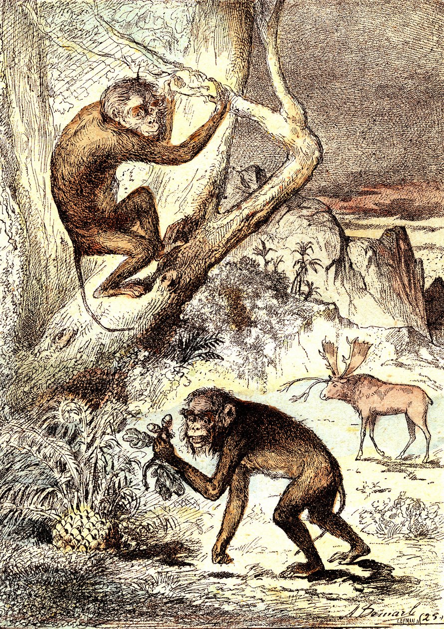 Catarhinian Monkeys (období miocénu): Semnopitheques. Přírodní výtvor a živé bytosti J. Rengade. Kresba A. Demarle od Alphonse Demarle