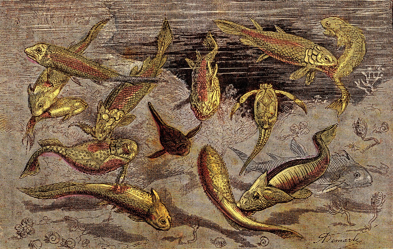 Devonian Times (esihistoria) Elävät olennot: Taistelu elävien olentojen olemassaolosta. Luonnollinen luominen. Piirustus A. Demarle. 1885 od Alphonse Demarle