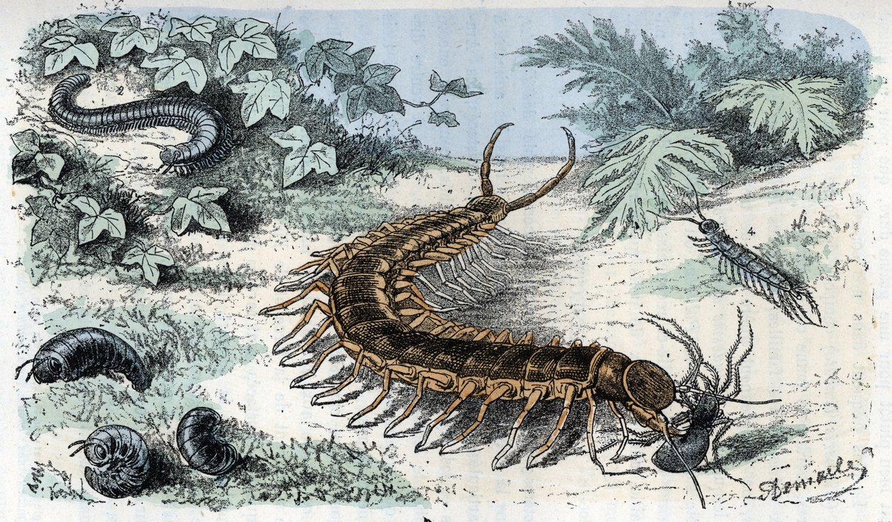 Eläinkartta: Hyönteiset Myriapodes (satasjalkaiset tai tuhatjalkaiset) (Eläintietolevy: Myriapoda) Kaiverrus Rengaden teoksesta "Ihminen ja luonto" od Alphonse Demarle