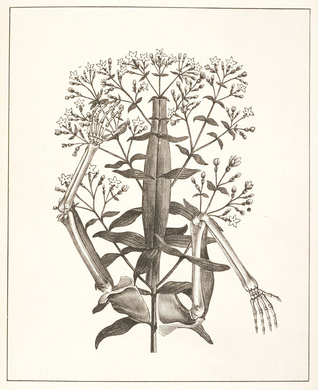 Ilustrace z 