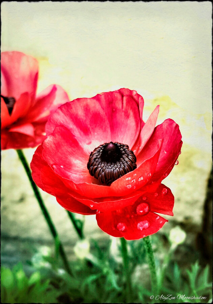 Red Anemone, 2013, (digitální kombinovaná mediální fonografie) od AlyZen Moonshadow
