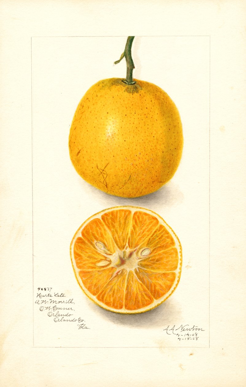 Pozdní pomeranče Harts (Citrus sinensis) (akvarel) od Amanda Almira Newton