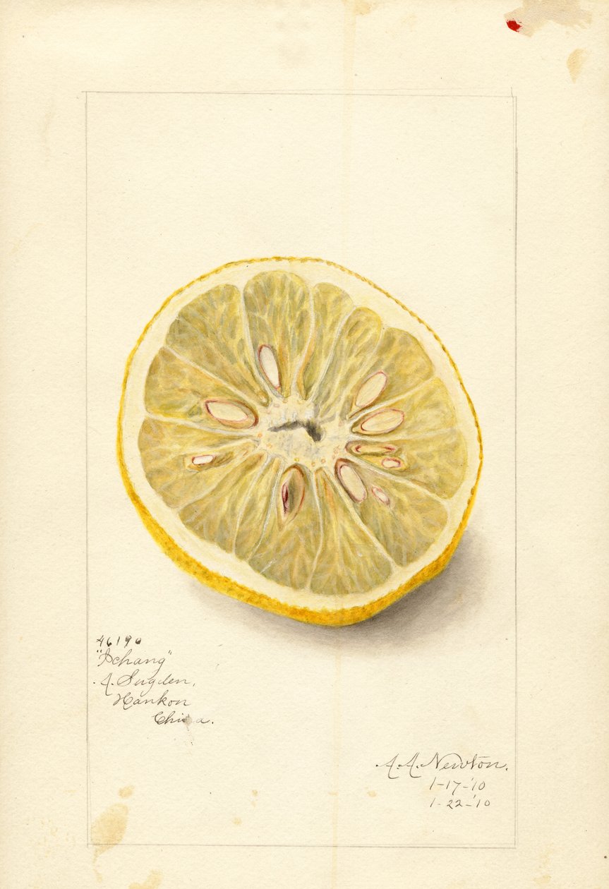 Pomeranč Ichang (Citrus sinensis) (akvarel) od Amanda Almira Newton