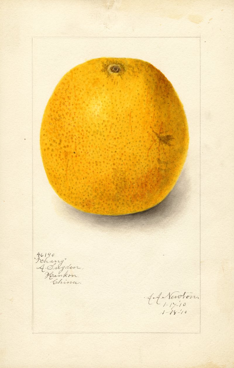 Pomeranč Ichang (Citrus sinensis) (akvarel) od Amanda Almira Newton