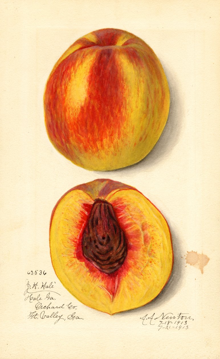 Broskve ( Prunus persica: J.H. Hale) (akvarel) od Amanda Almira Newton