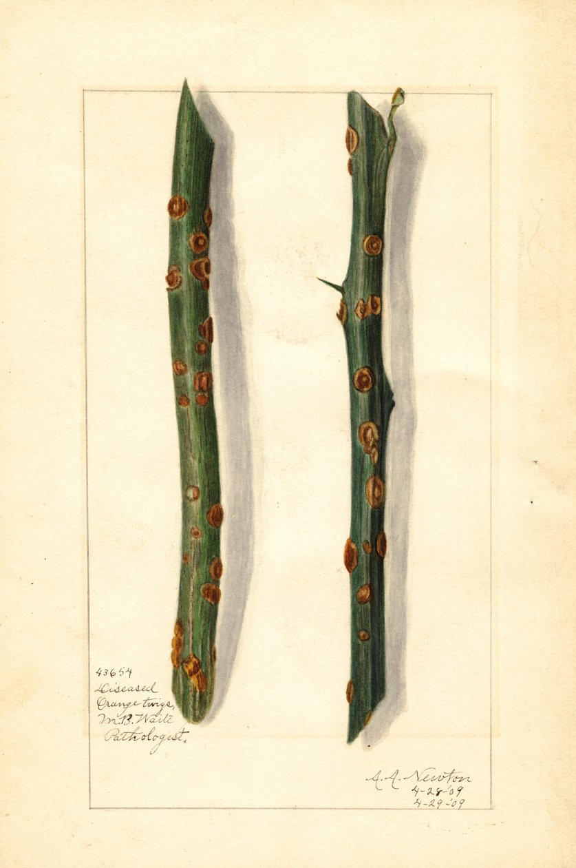 Dvě nemocné větvičky pomerančovníku (Citrus sinensis) (akvarel) od Amanda Almira Newton