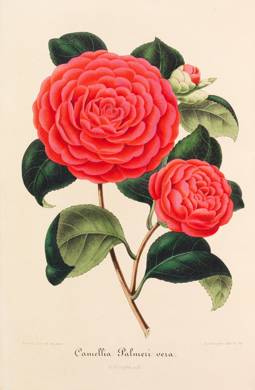 Nová ikonografie kamélií, 1850-1860. od Ambroise Alexandre Verschaffelt