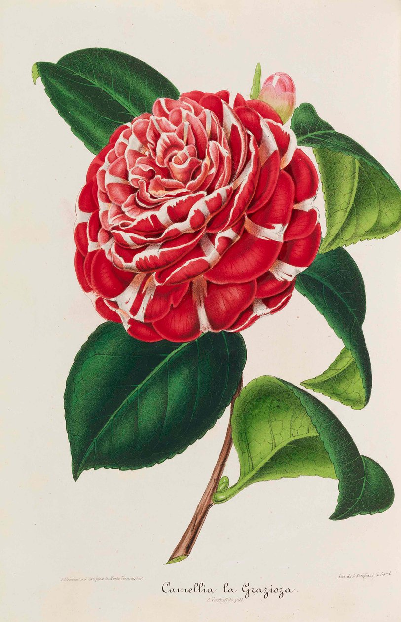 Nová ikonografie kamélií, 1850-1860. od Ambroise Alexandre Verschaffelt
