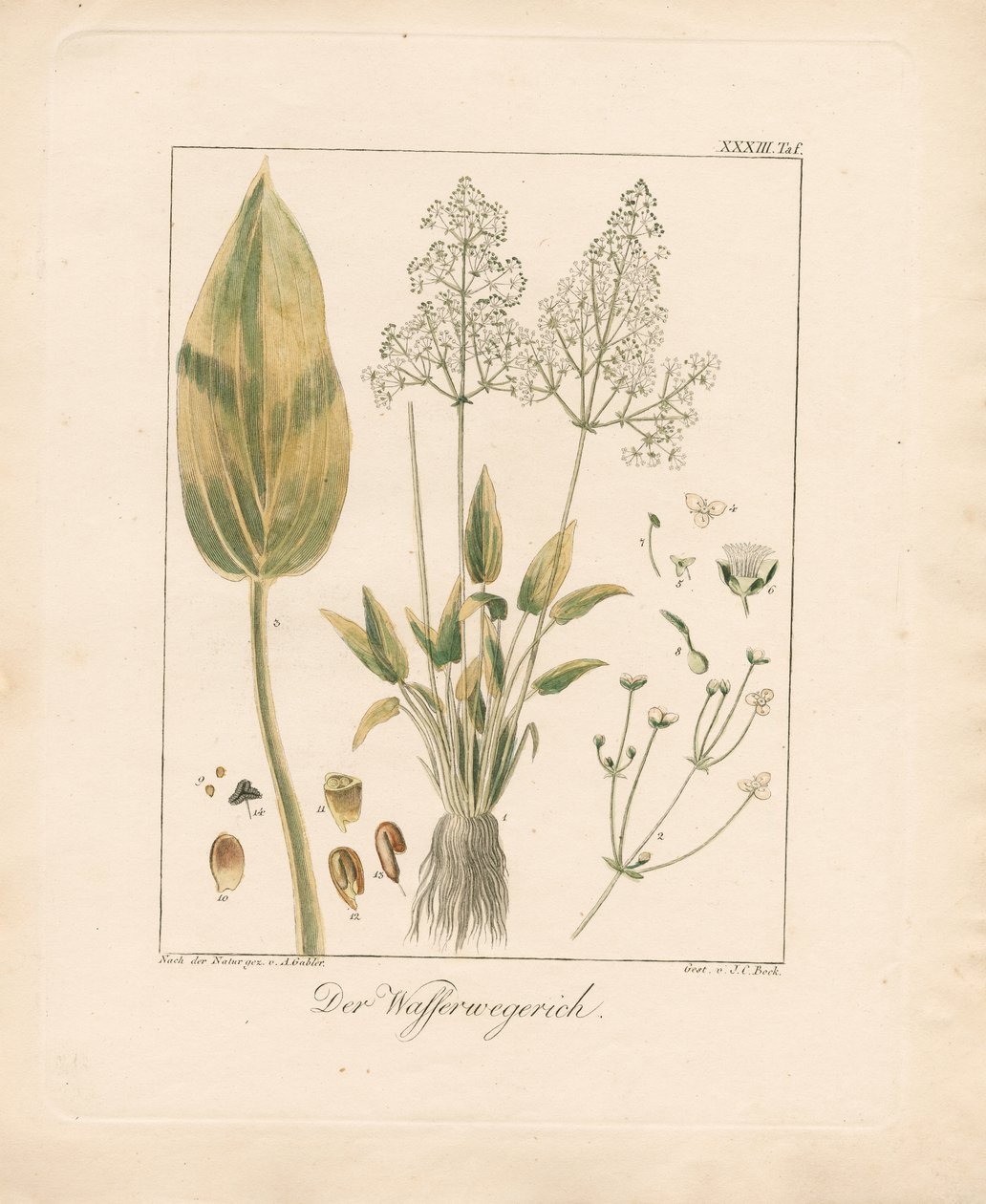 Vodní lilek obecný (ručně kolorovaná litografie) od Ambrosius Gabler