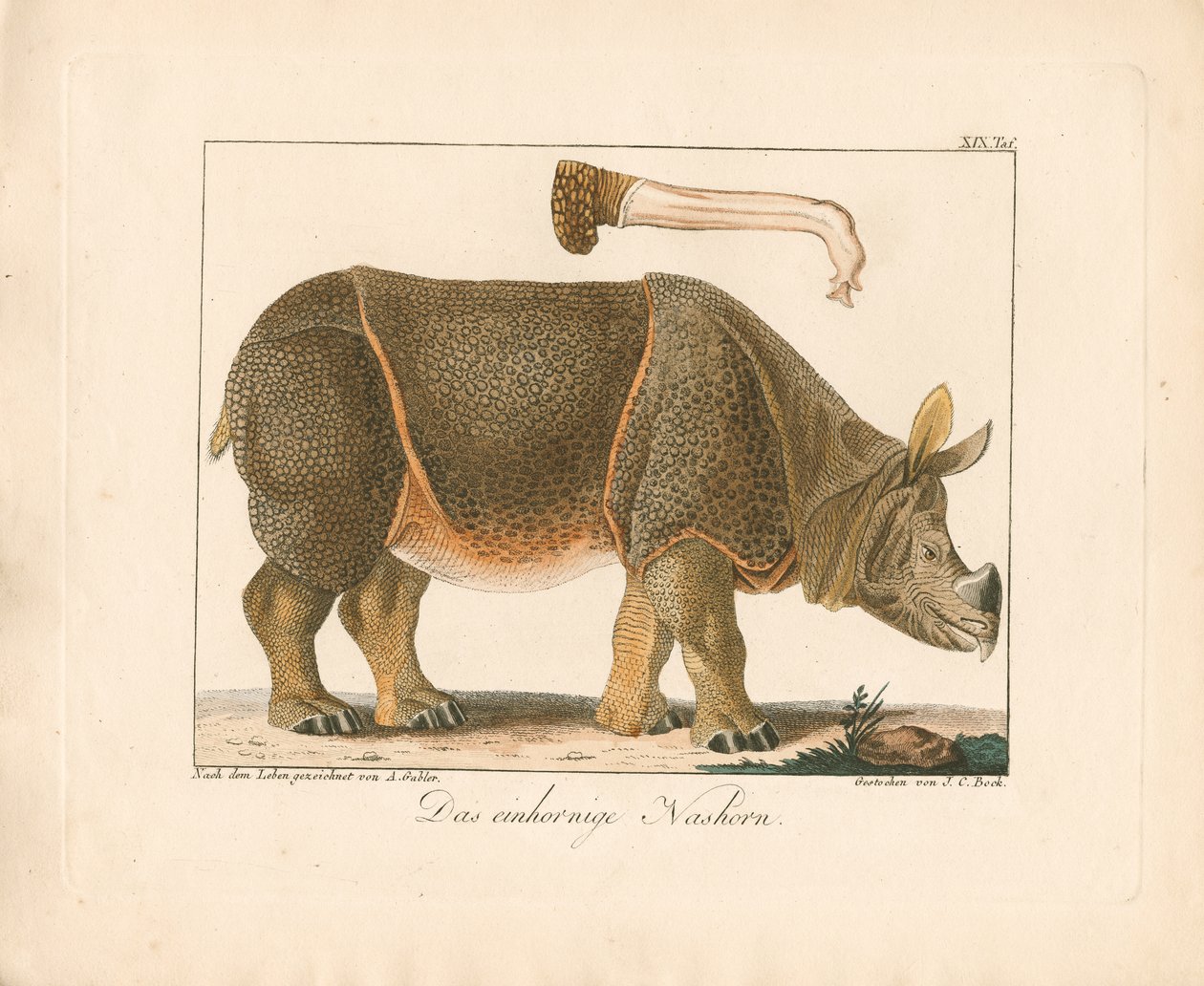 Nosorožec indický (ručně kolorovaná litografie) od Ambrosius Gabler