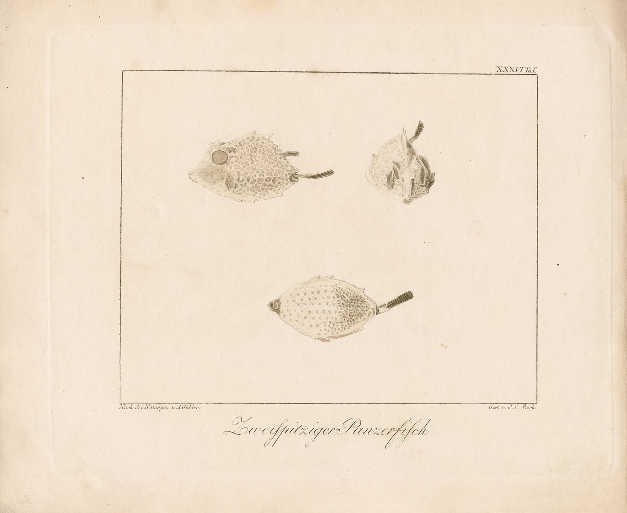 Kravice dlouhorohá (mědirytina) od Ambrosius Gabler