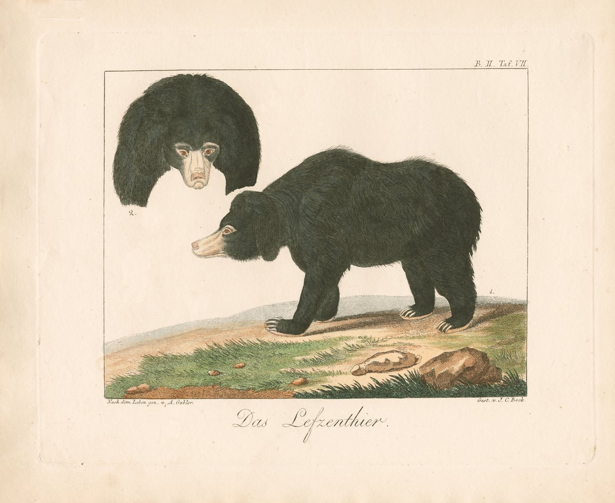 Malajský sluneční medvěd (ručně kolorovaná litografie) od Ambrosius Gabler