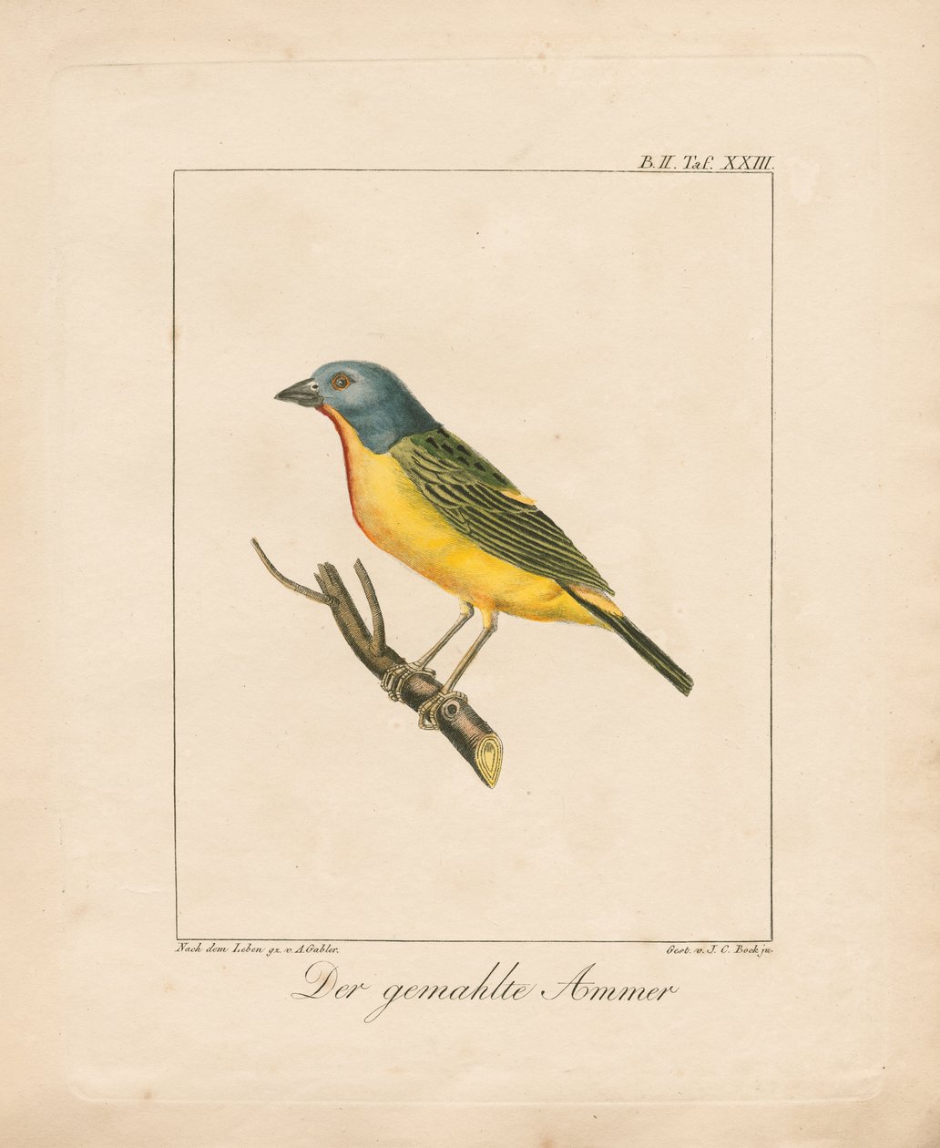 Malovaný zajíček (ručně kolorovaná litografie) od Ambrosius Gabler