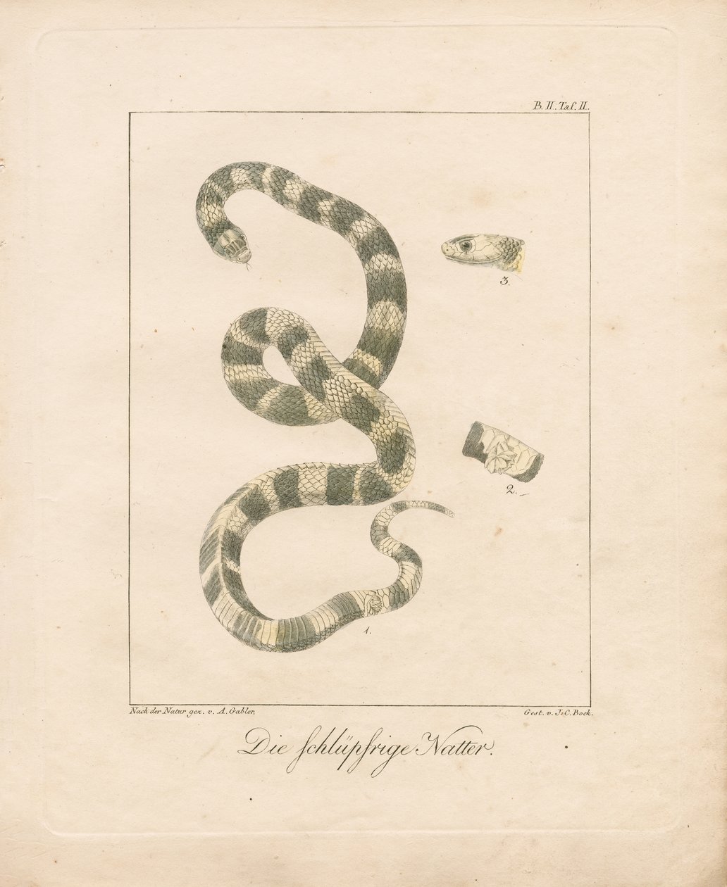 Travní had (ručně kolorovaná litografie) od Ambrosius Gabler