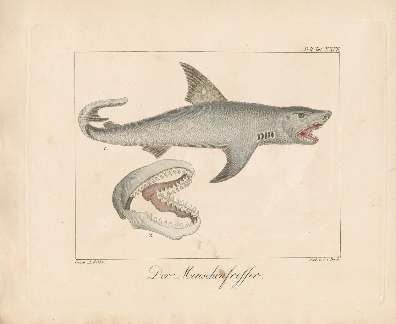 Žralok lidožravý (ručně kolorovaná litografie) od Ambrosius Gabler
