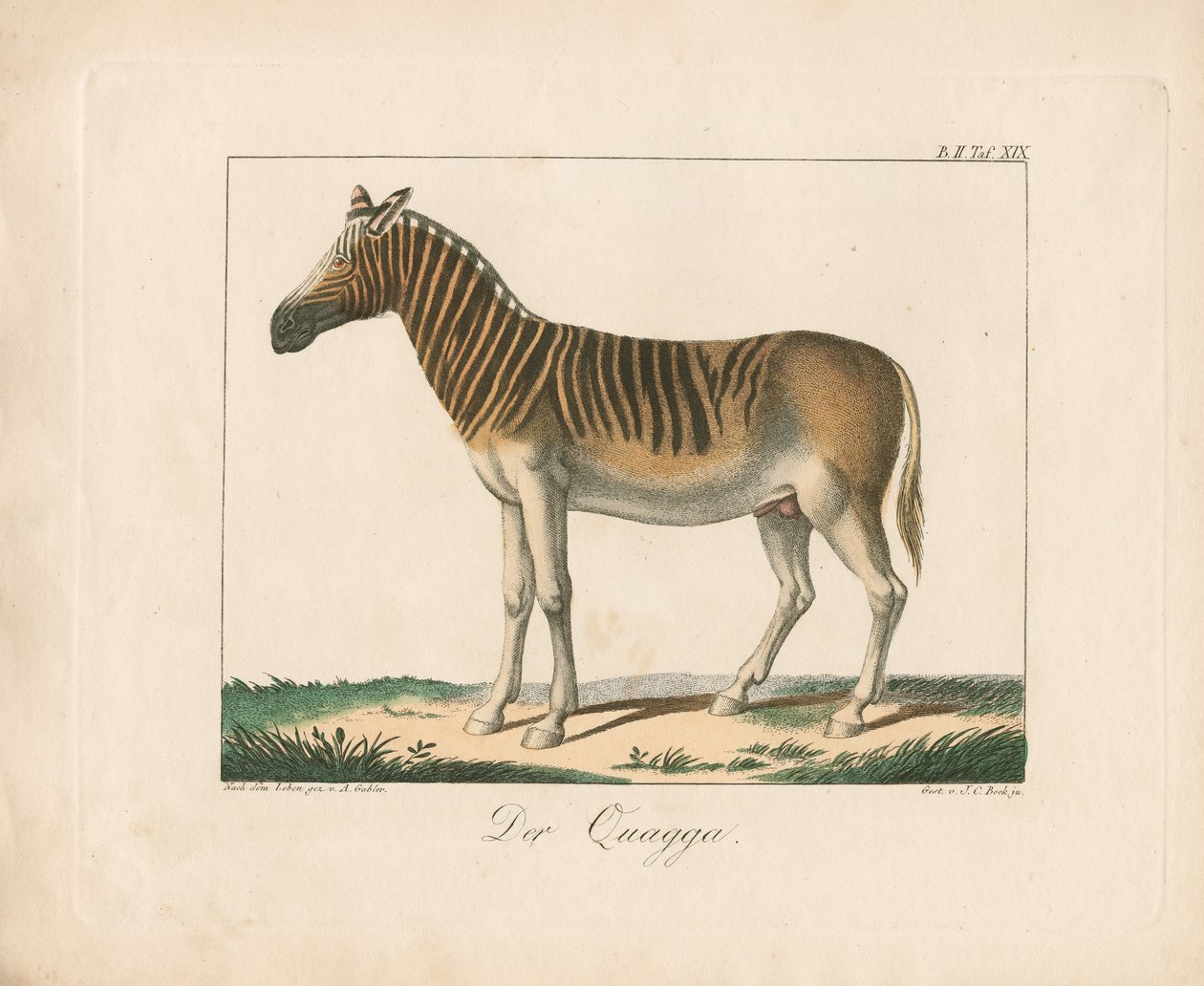 Kvak (ručně kolorovaná litografie) od Ambrosius Gabler