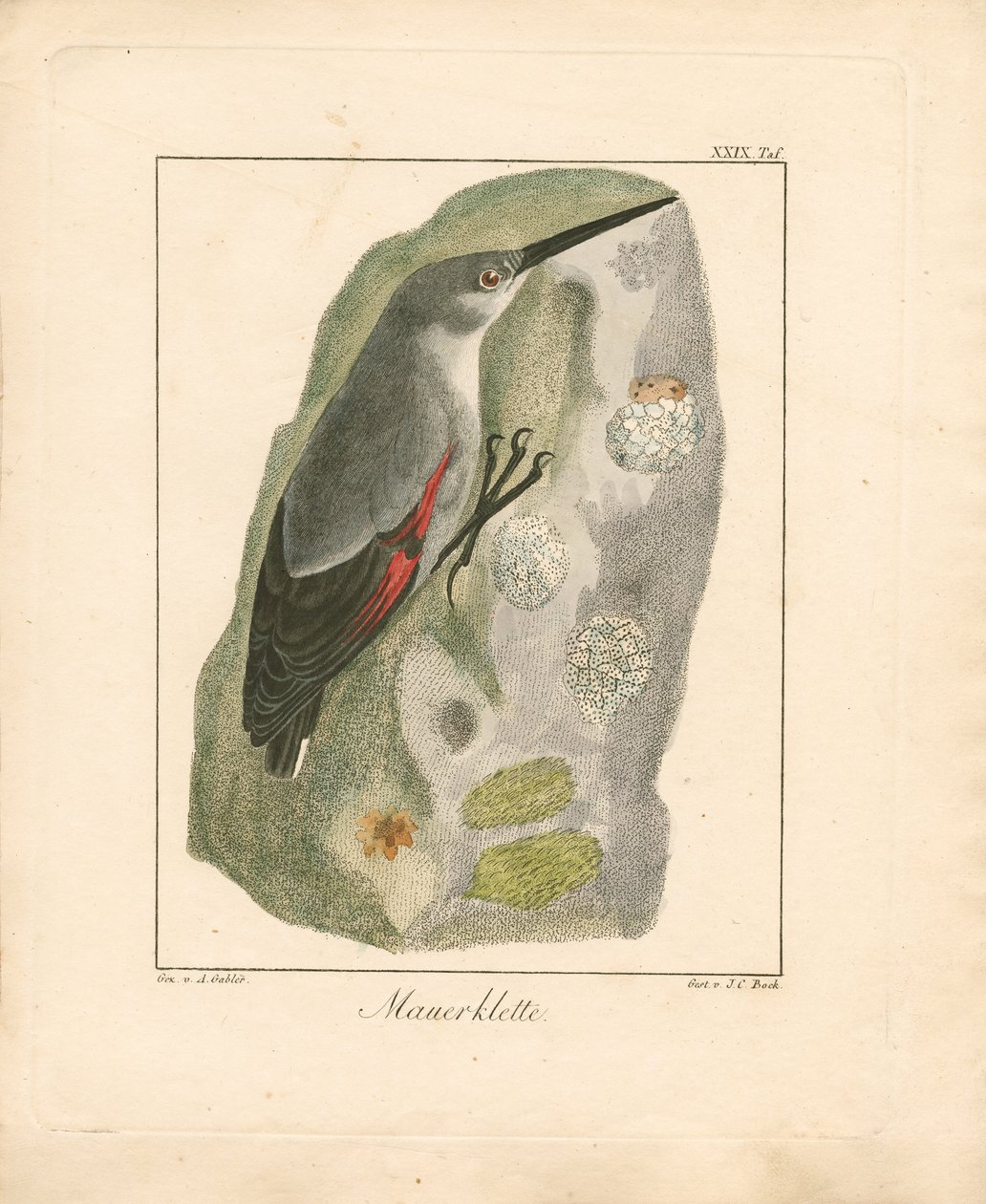 Wallcreeper (ručně kolorovaná mědirytina) od Ambrosius Gabler