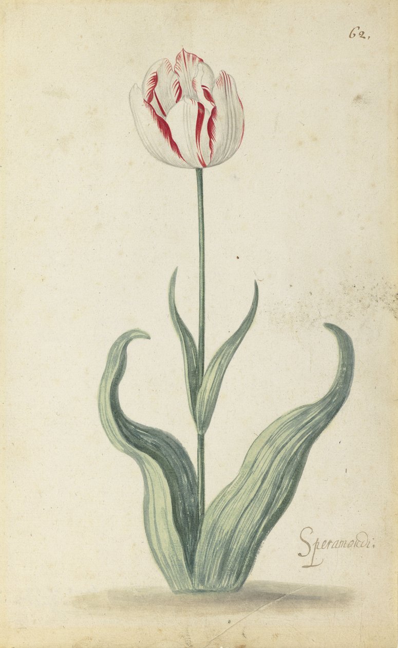 Tulipán "Speramondi", z alba květin, kolem roku 1640 od Ambrosius the Younger Bosschaert