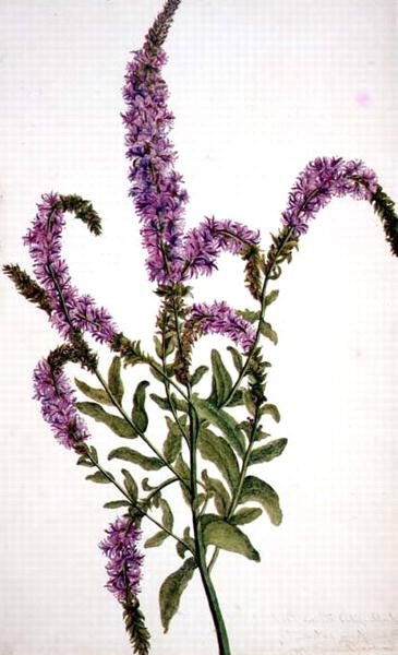 PD.128-1973f.11 Vrba fialová (Epilobium) 1787 (akvarel a kvaš) od Amelia Fancourt