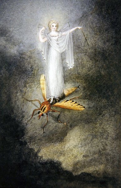 The Moth Fairy, cca 1860 (akvarel, pero a černý inkoust) od Amelia Jane Murray