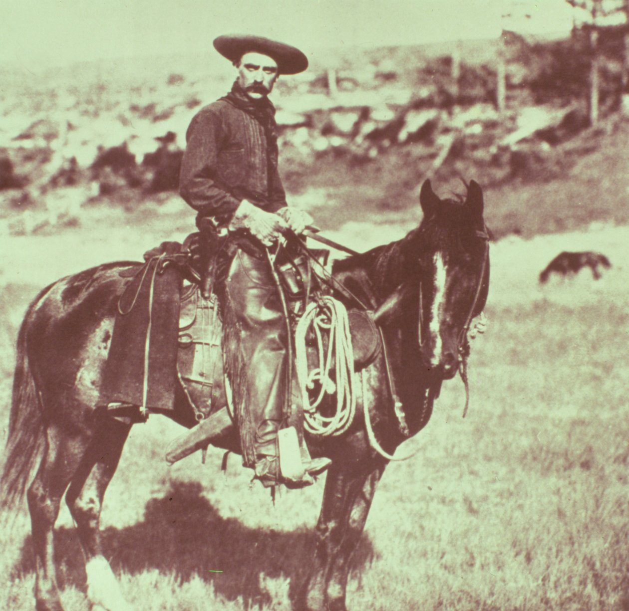 Montana Cowboy, kolem roku 1880 od American Photographer