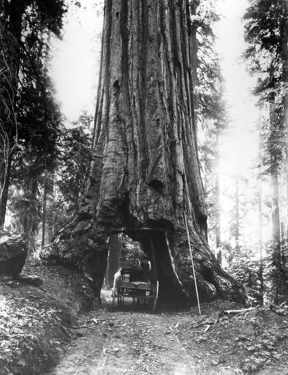 Tunelový strom Wawona v háji Mariposa, konec C19 od American Photographer
