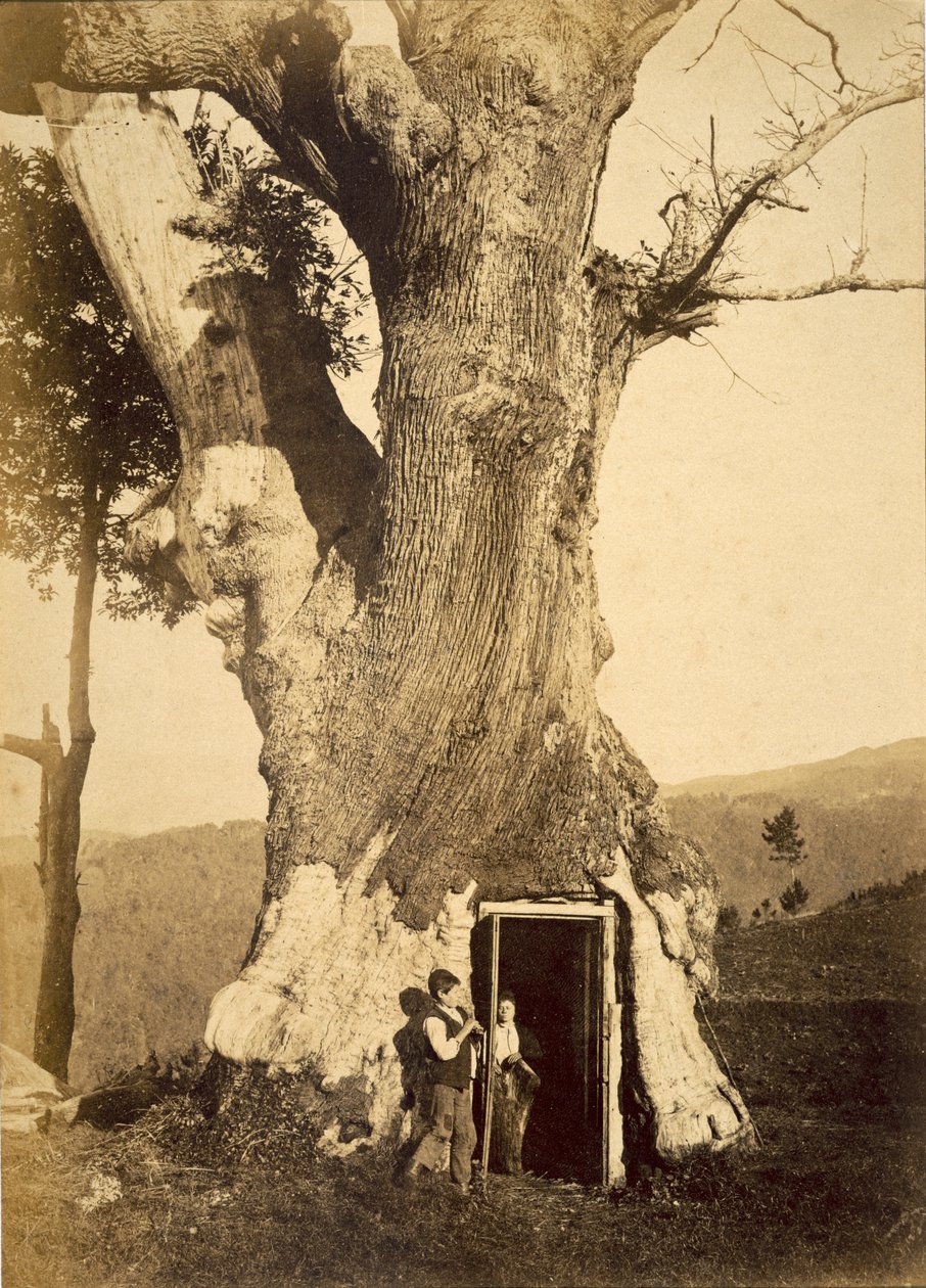 Dva chlapci u dveří jejich domu na stromě, kolem 1870-80 od American Photographer
