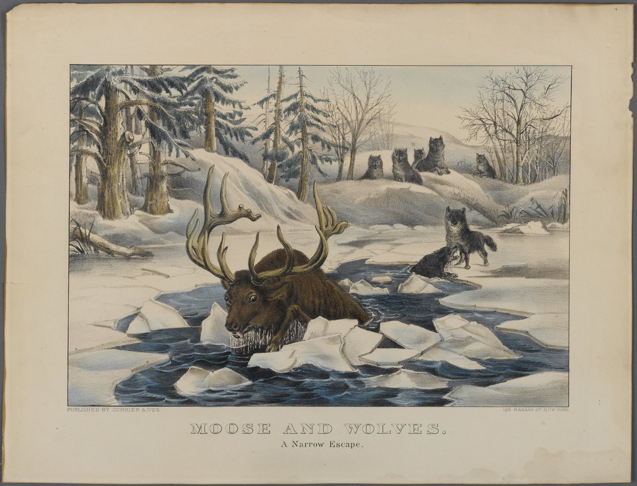 Moose and Wolves, A Narrow Escape, vydal Currier & Ives, New York (ručně kolorované litho) od American School