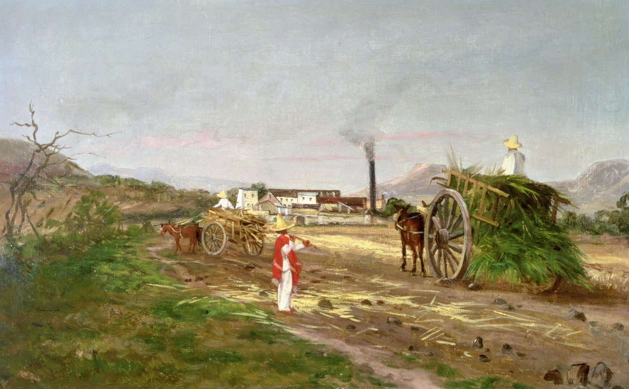 Rolníci sbírající cukrovou třtinu, Střední Amerika, kolem roku 1840 od American School