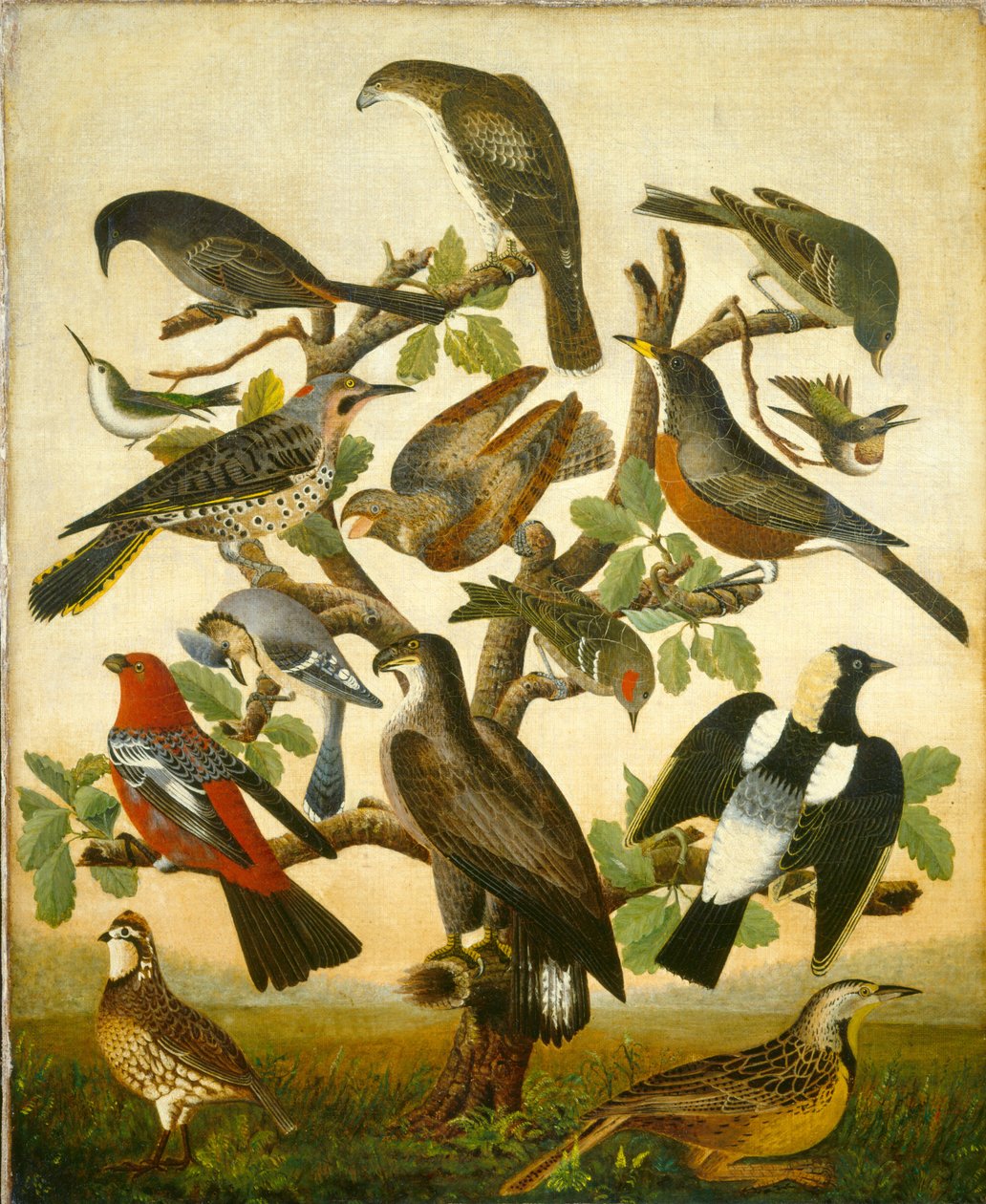 Ptactvo od American 19th Century