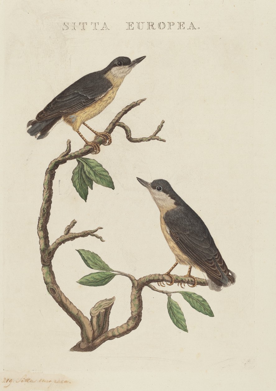 Sitta europaea od American 19th Century