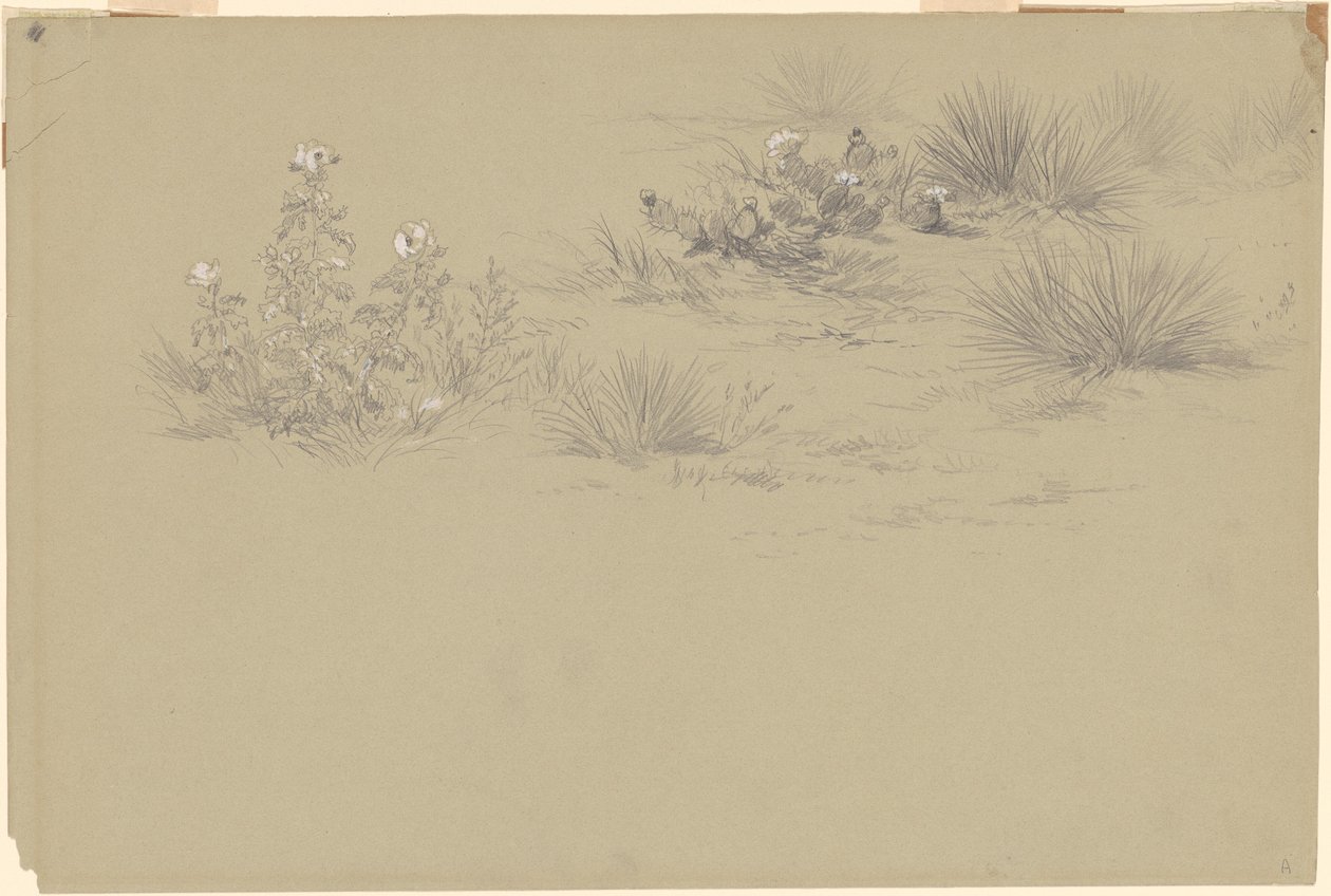 Kvetoucí keř a pouštní rostliny od American 19th Century after John Frederick Kensett