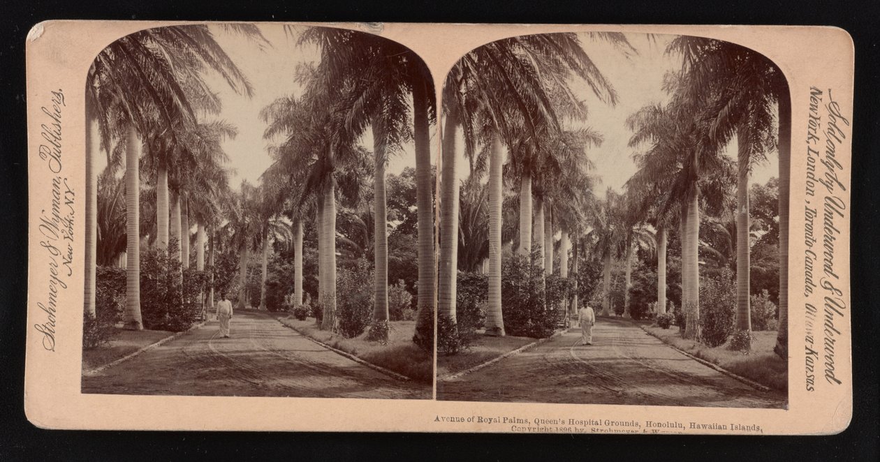 Avenue královských palem, areál Queen