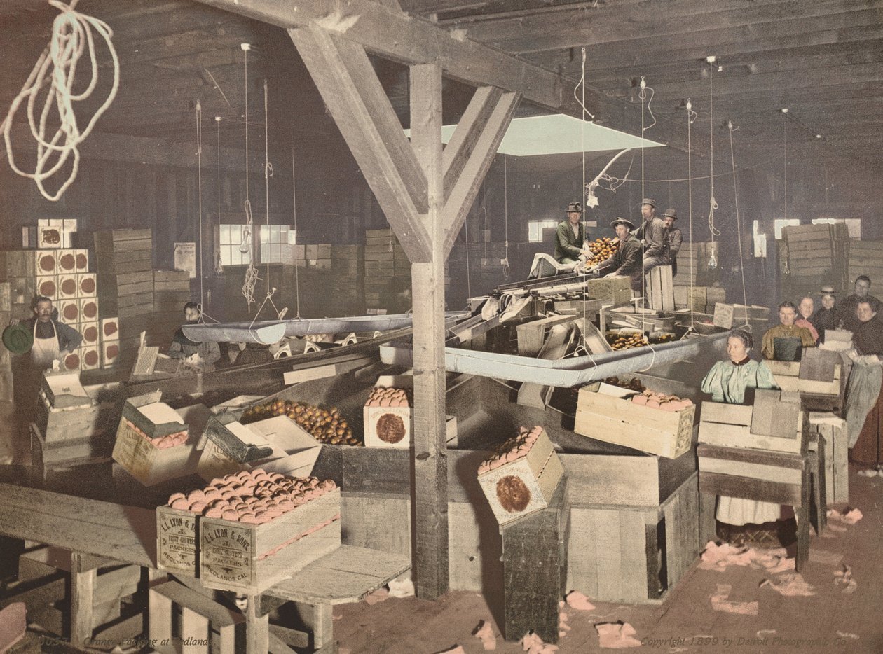 Balení pomerančů v Redlands,publikováno 1899 (foto) od American Photographer