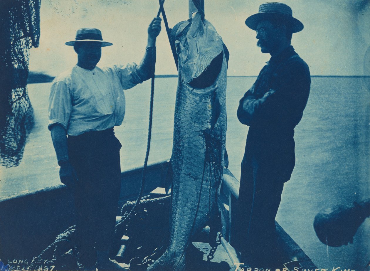 "Tarpon nebo stříbrný král",29. října od American Photographer
