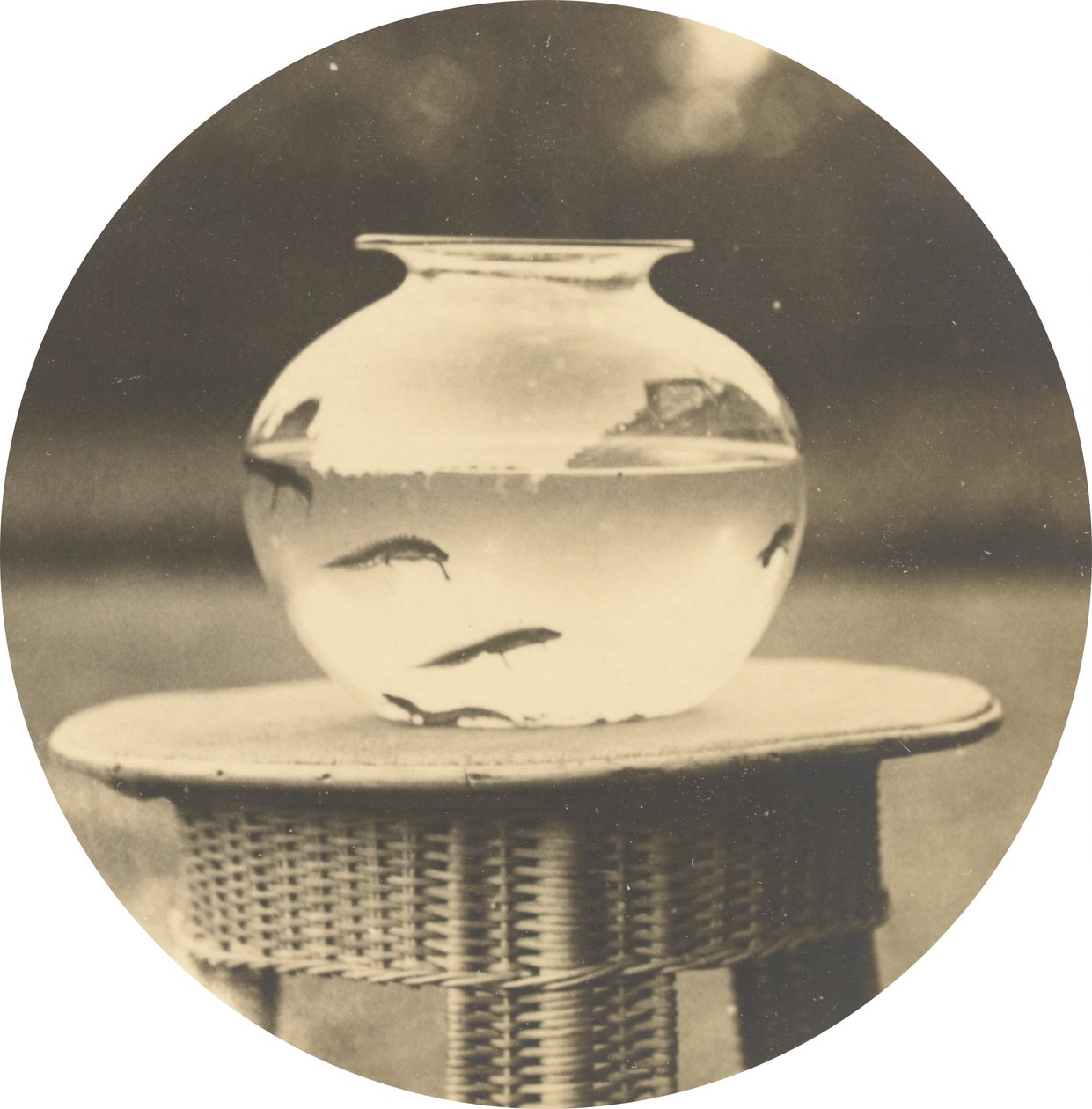 Bez názvu (Fishbowl),c. 1888 (foto) od American Photographer