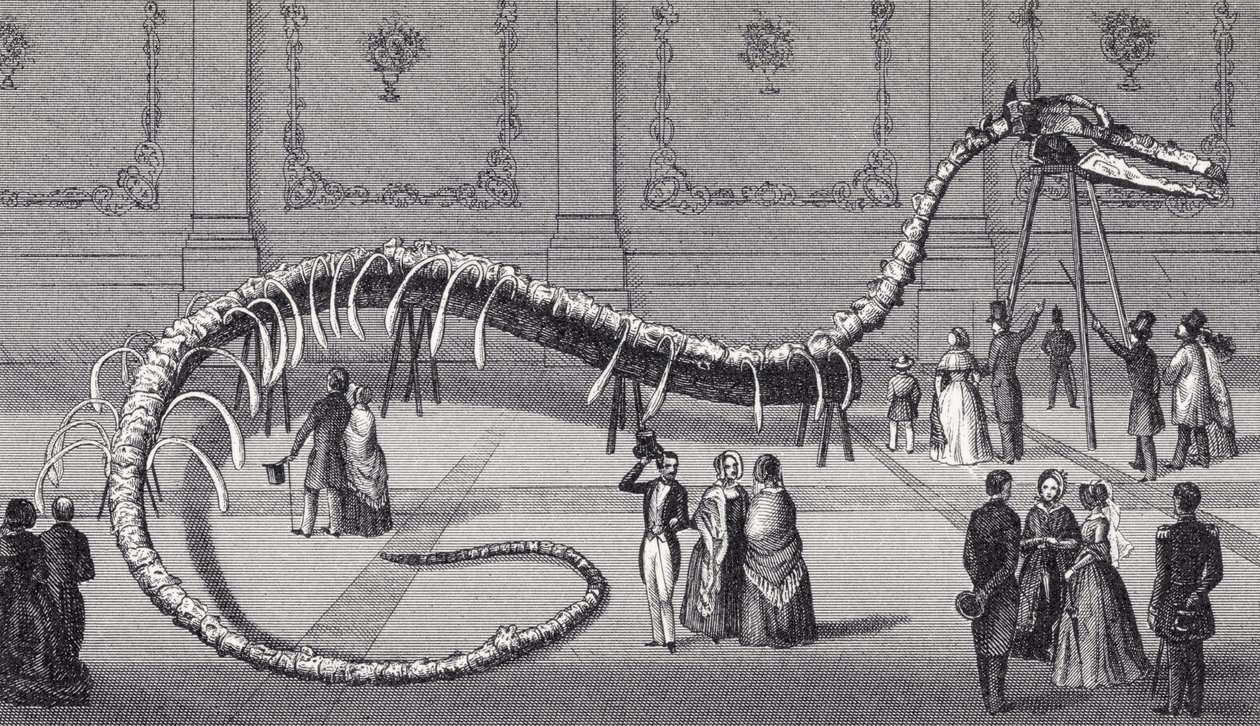 114 stop dlouhá kostra nepravého mořského hada "Hydrarchos harlani", cca 1845 od American School