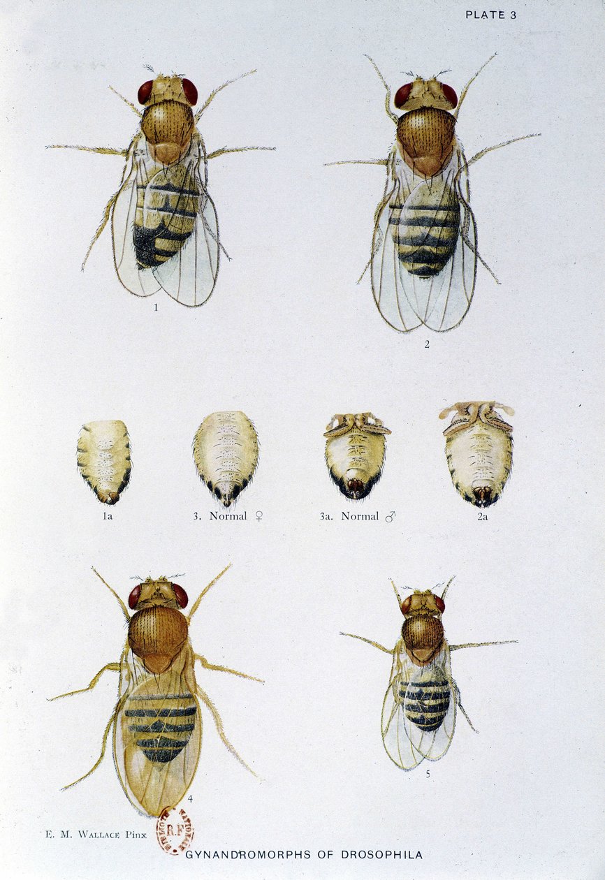 Abeilles - v "" Příspěvky ke genetice drosophila melanogaster ", Thomas H. Morgan od American School