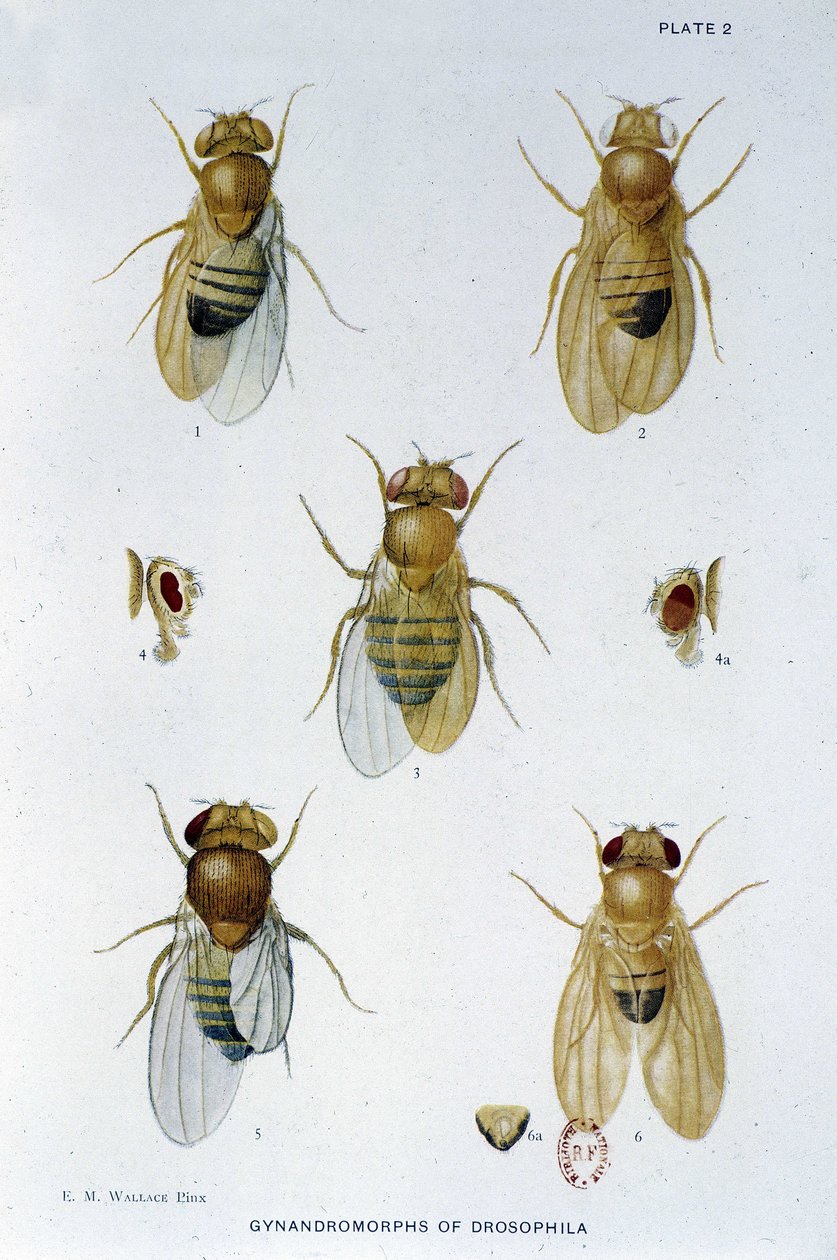 Abeilles - v "" Příspěvky ke genetice drosophila melanogaster ", Thomas H. Morgan od American School