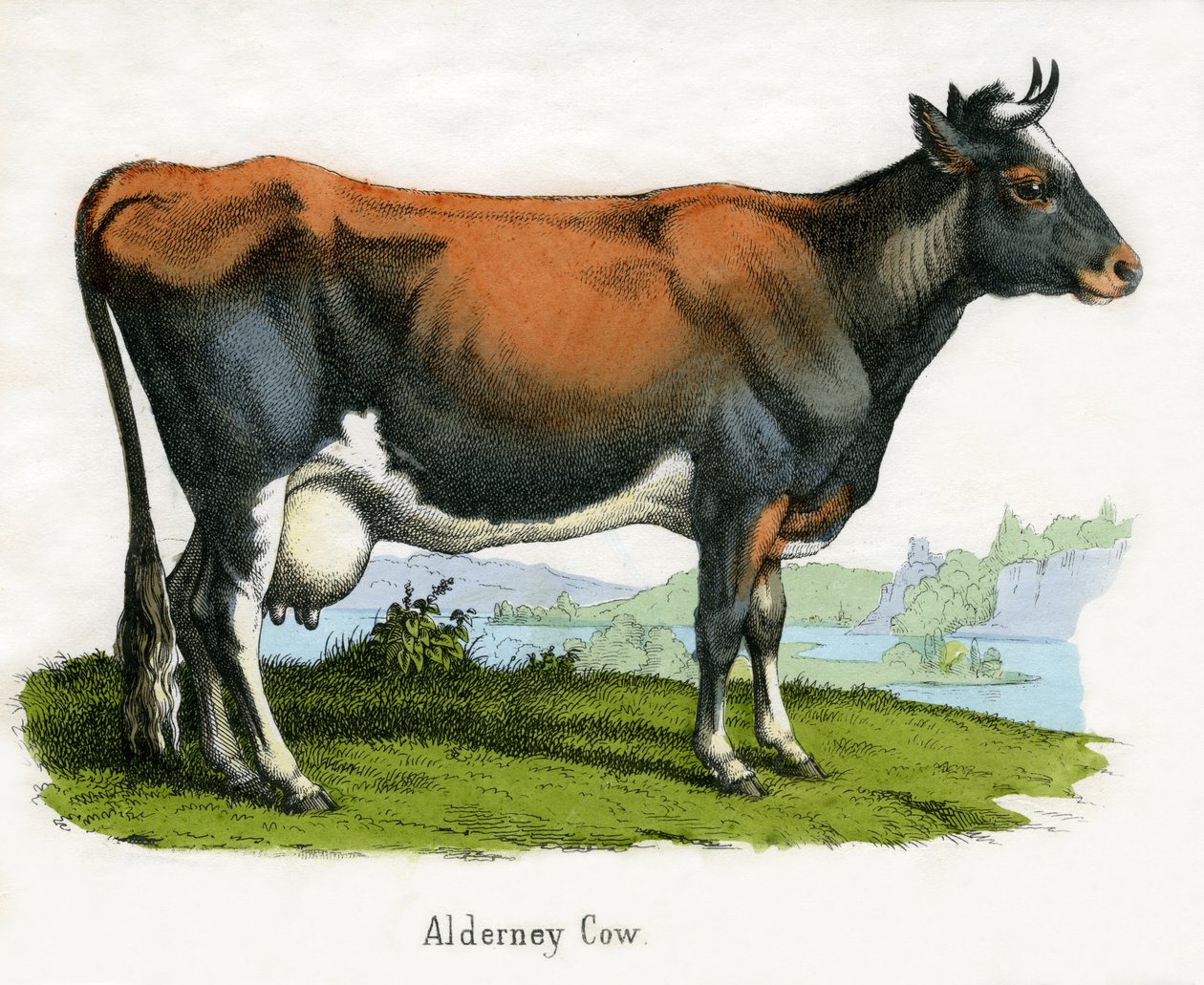 Alderney Cow, z Přírodní historie zvířat od American School