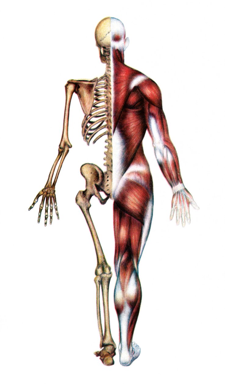 Anatomický tisk lidské kostry a svalů od American School