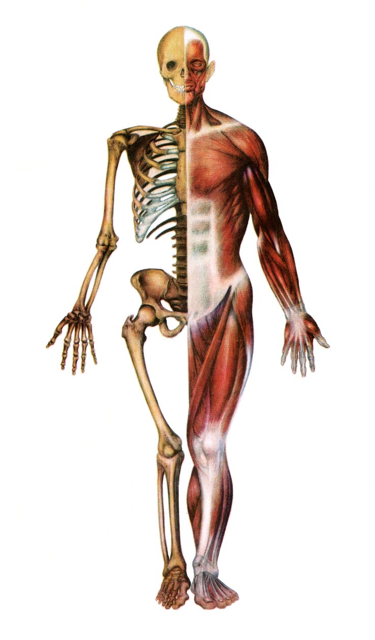 Anatomický tisk lidské kostry a svalů od American School