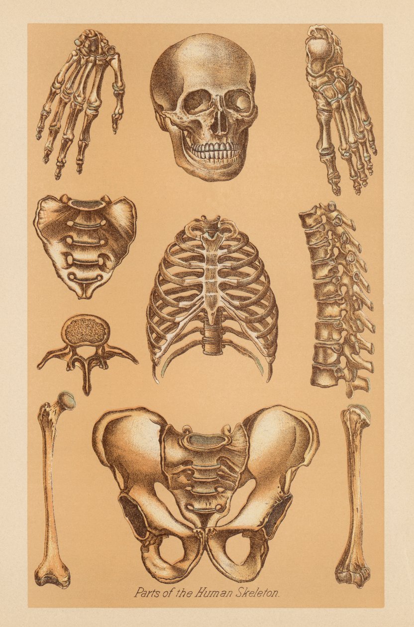 Anatomická studie lidské kostry od American School