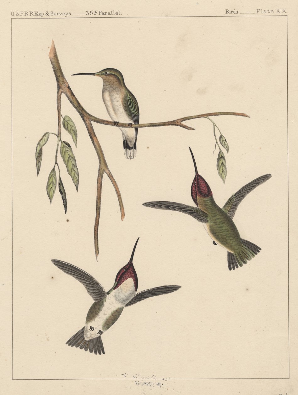 Ptáci, deska XIX, 1855 od American School