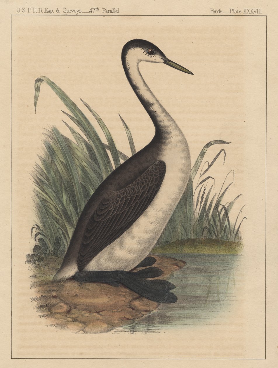 Ptáci, deska XXXVIII, 1855 od American School